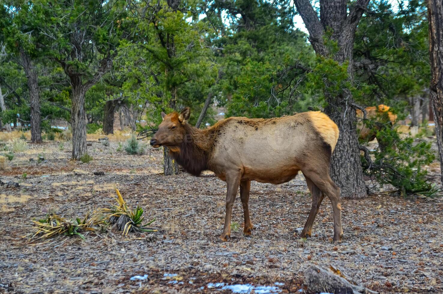 Hornless big deer eats dry grass in the Grand Canyon area, Arizona USA photo