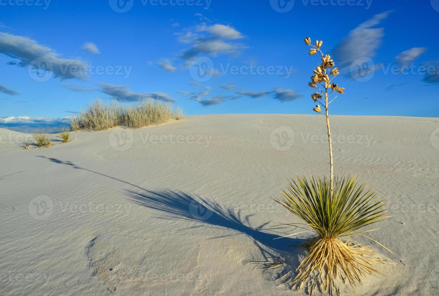 Yucca plants growing in White Sands National Monument, New Mexico, USA photo
