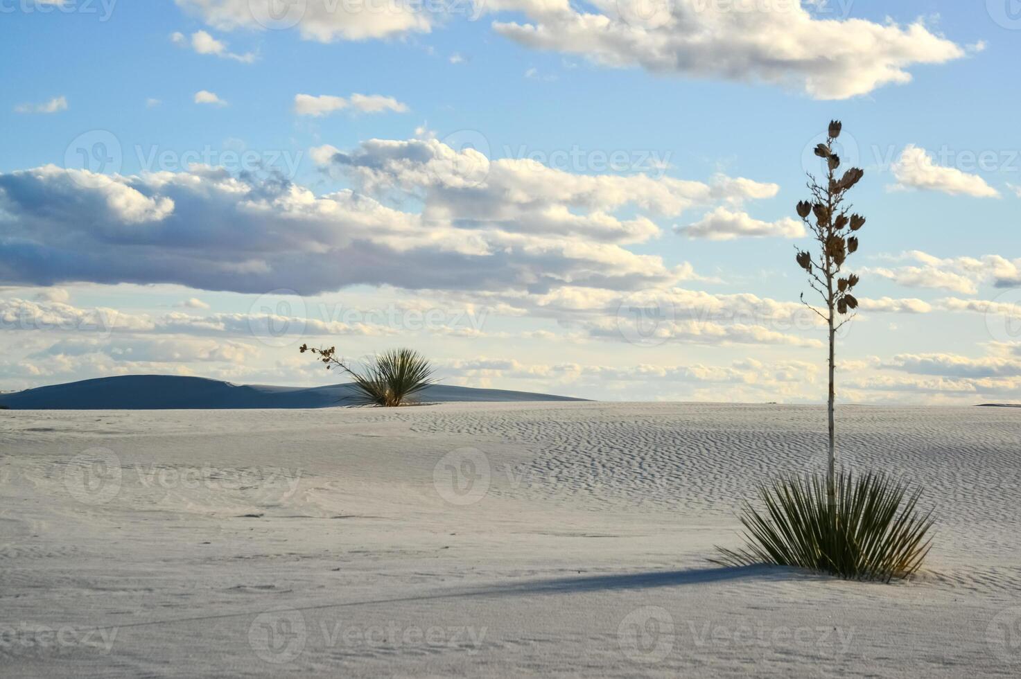 Yucca plants growing in White Sands National Monument, New Mexico, USA photo