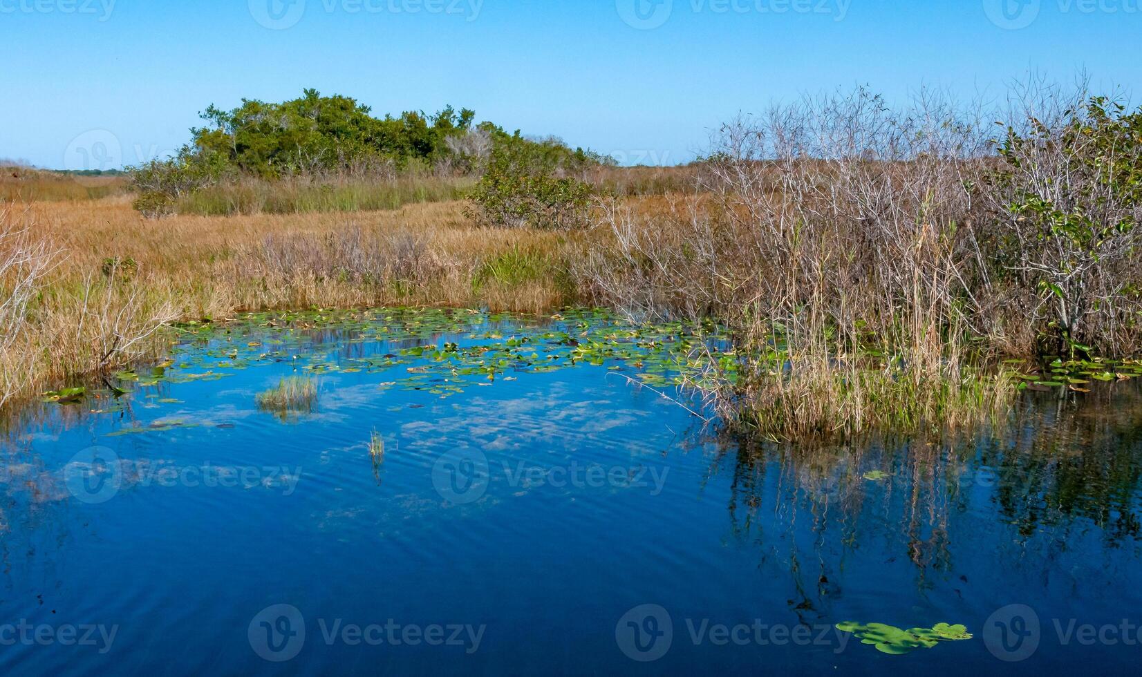 Aquatic and swamp vegetation on the shore and in the water of a freshwater lake in Okefenoke National Park, Florida photo