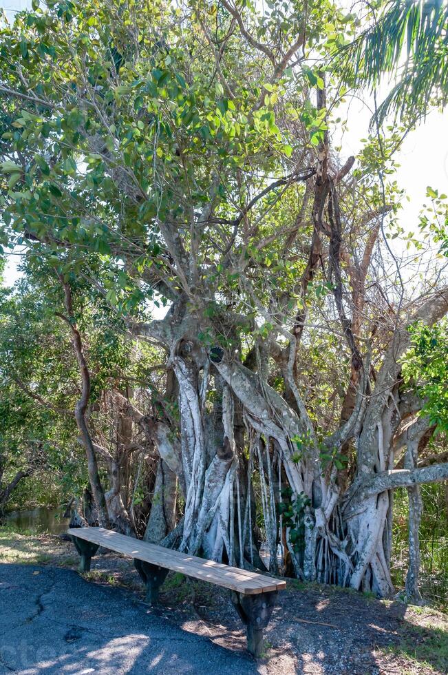 Resting bench near a large mangrove tree in a national park, Florida photo