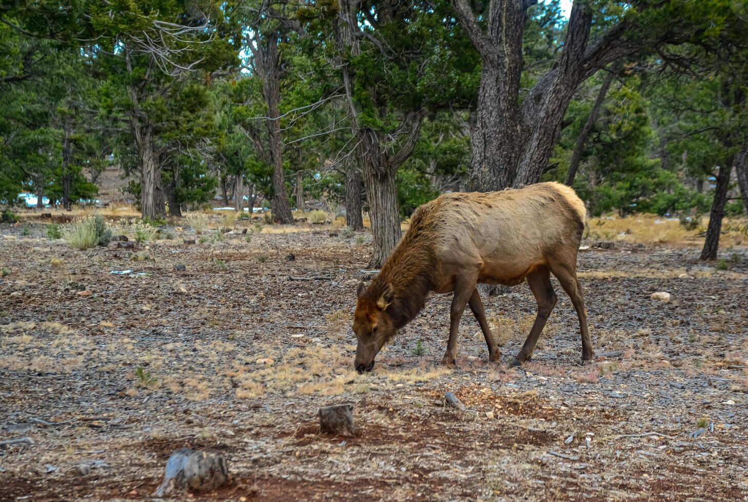 Hornless big deer eats dry grass in the Grand Canyon area, Arizona USA photo