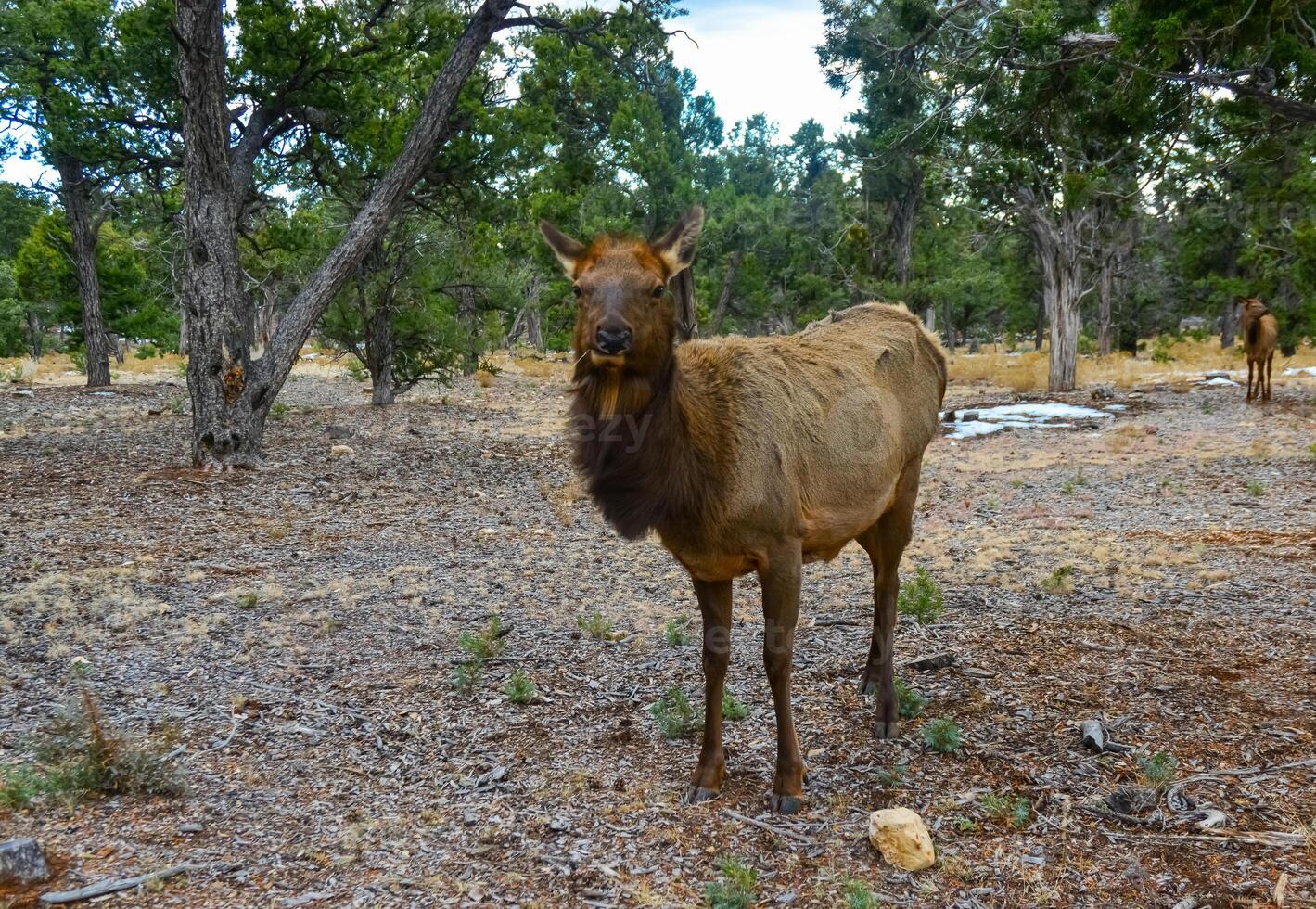 Hornless big deer eats dry grass in the Grand Canyon area, Arizona USA photo
