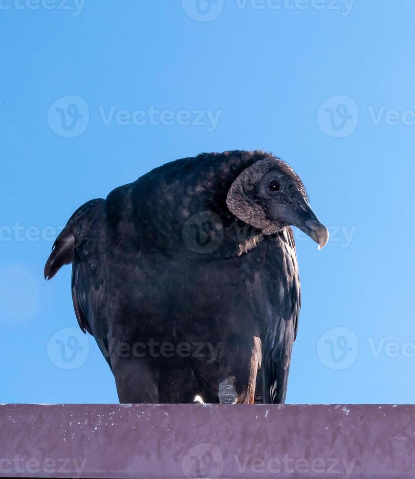 Beautiful Black Vulture Coragyps Atratus, a bird watching perched on a rooftop in a national park, florida photo