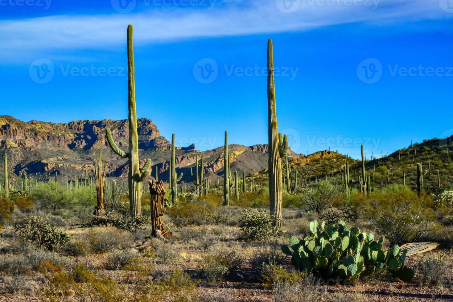 Organ pipe national park, Group of large cacti against a blue sky Stenocereus thurberi and Carnegiea gigantea, Arizona photo