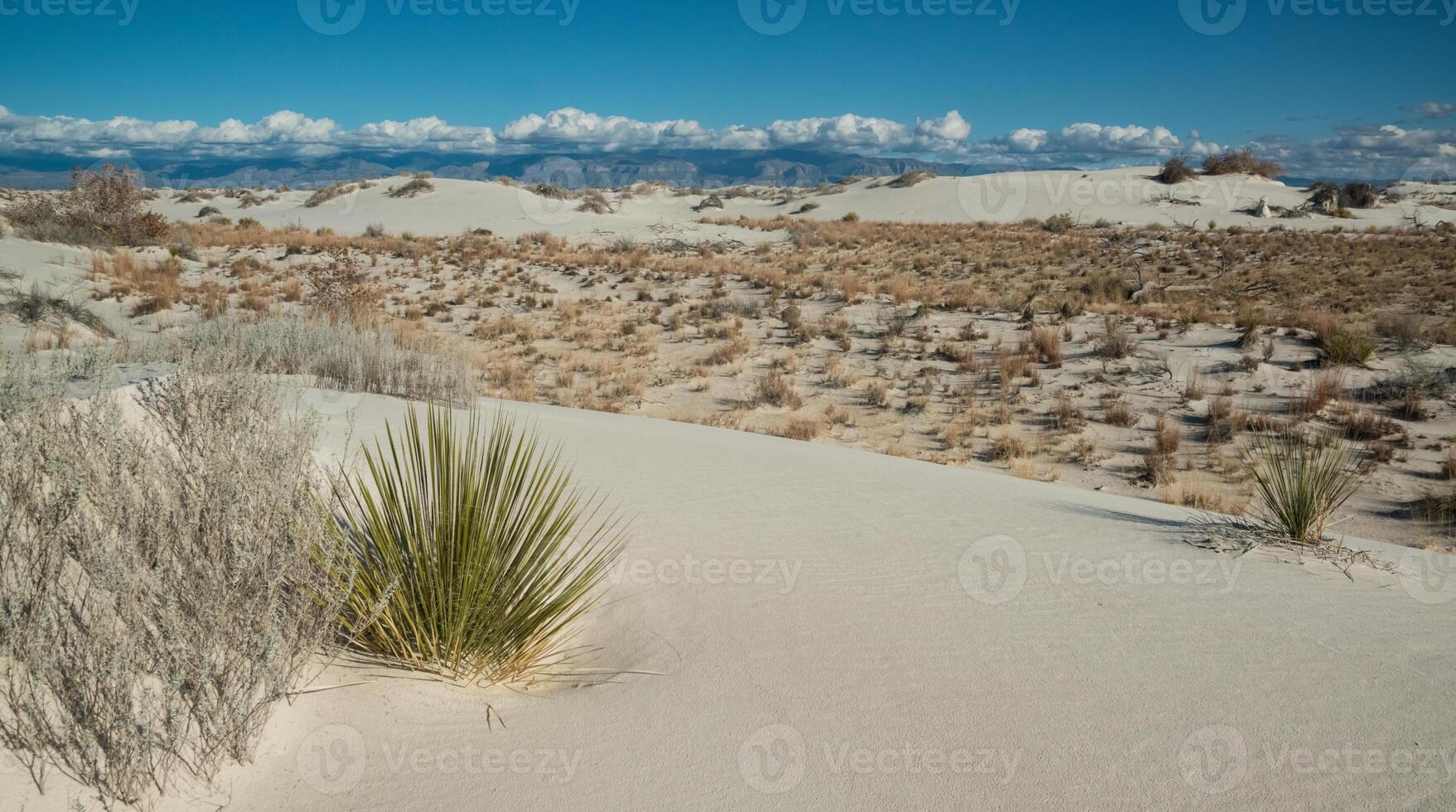 Drought-resistant desert plants and Yucca plants growing in White Sands National Monument, New Mexico, USA photo