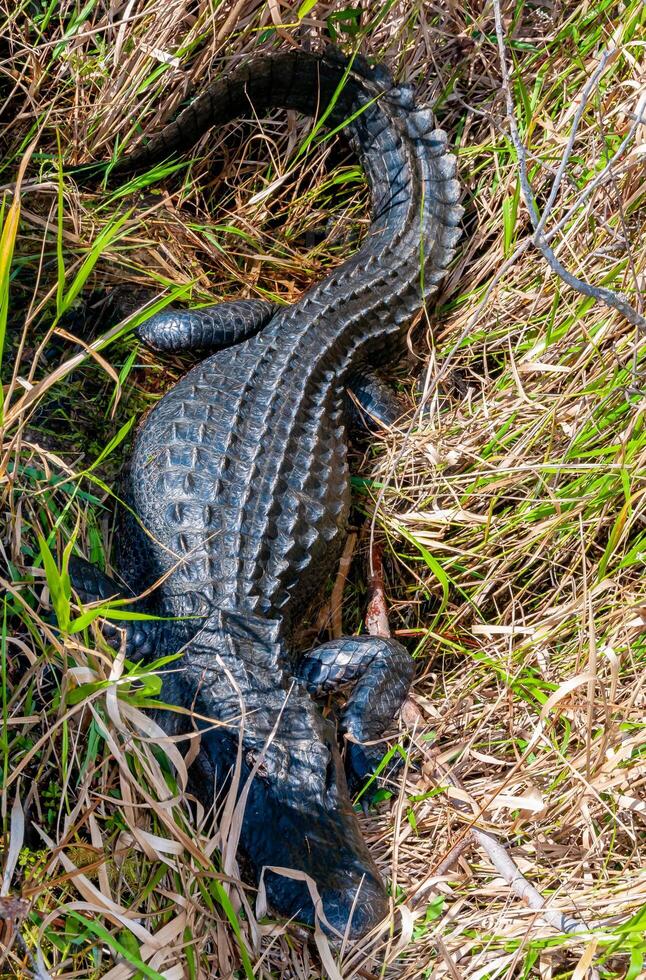 A wild American -Alligator mississippiensis- slowly and quietly swims across photo