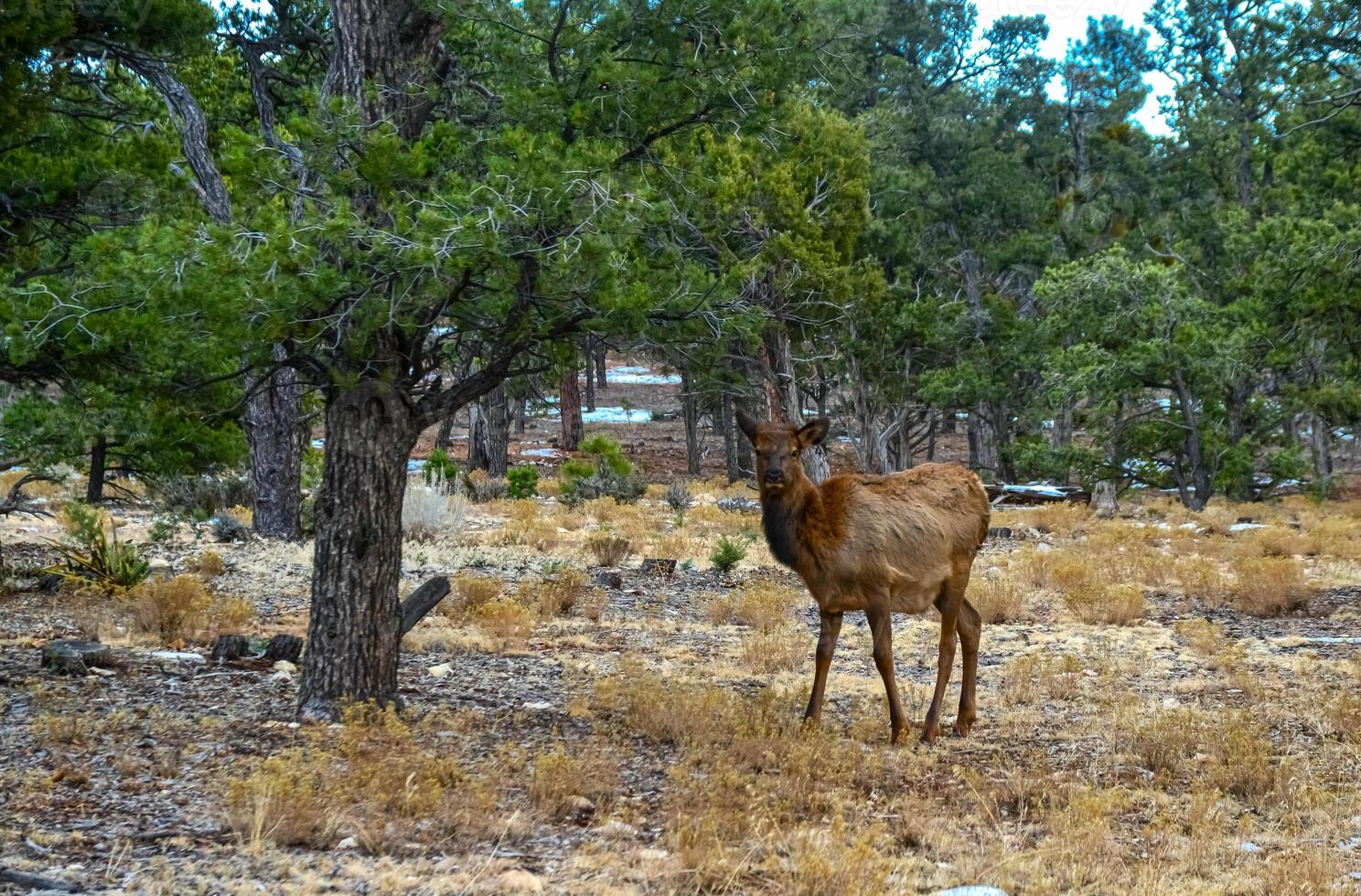 Hornless big deer eats dry grass in the Grand Canyon area, Arizona USA photo