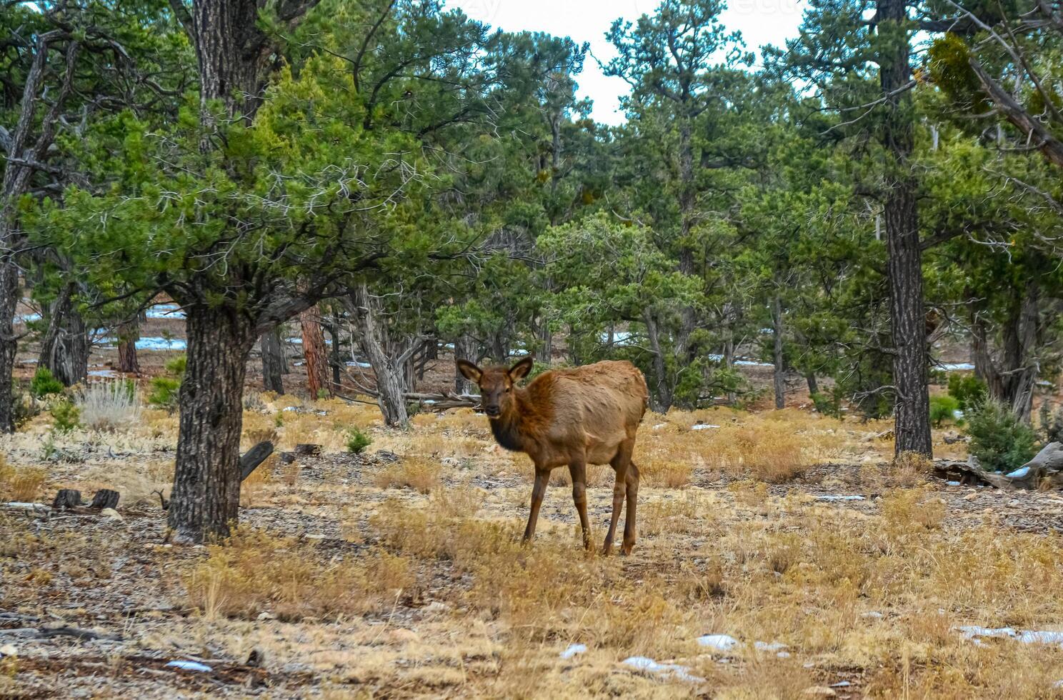 Hornless big deer eats dry grass in the Grand Canyon area, Arizona USA photo