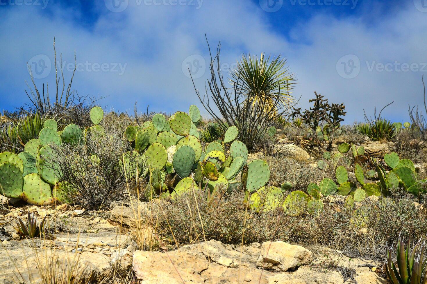 Opuntia cacti and other desert plants in the mountains landscape in New Mexico, USA photo