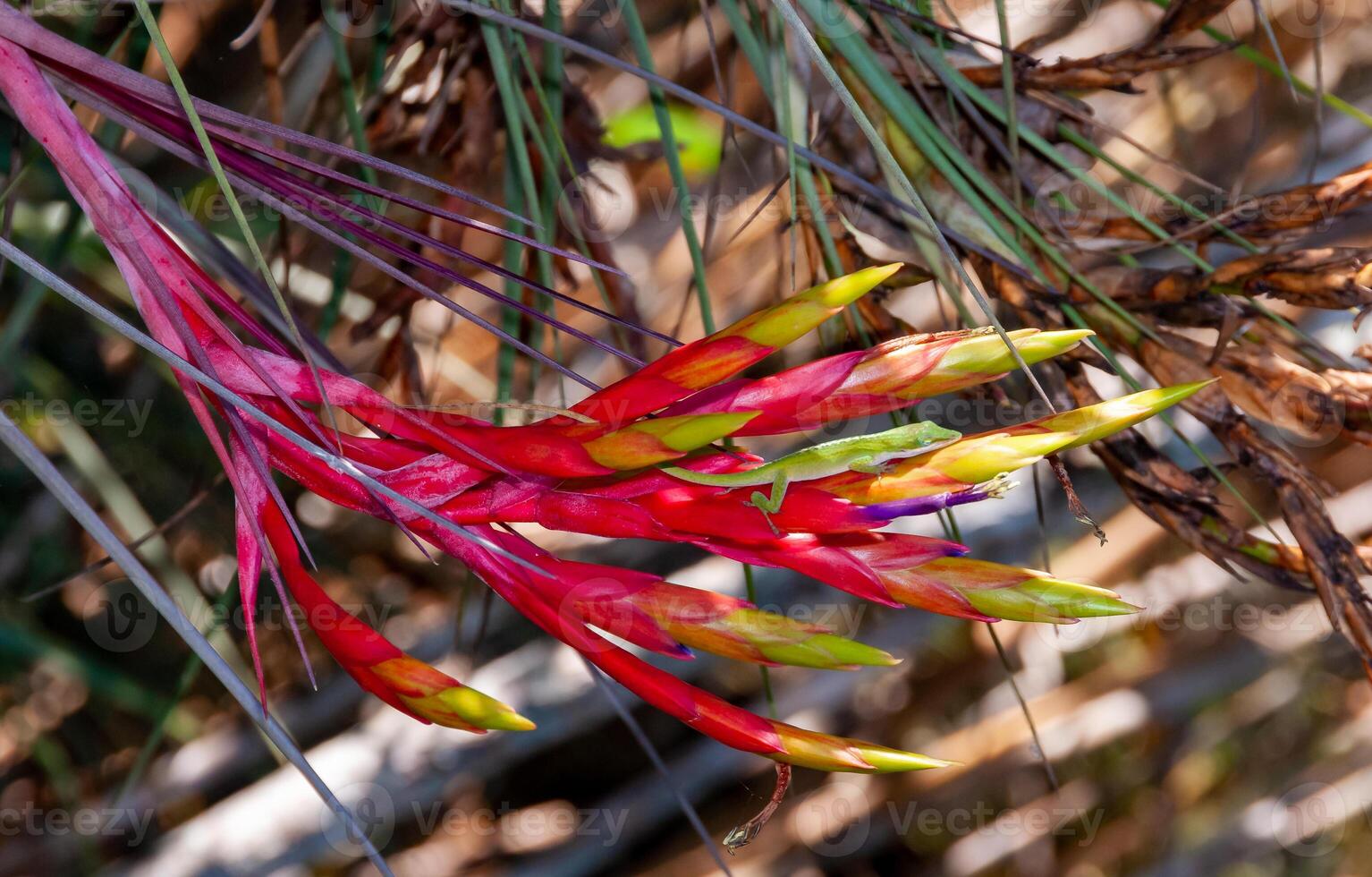 Green anole -Anolis verde- on a red flower Tillandsia fasciculata, Florida photo