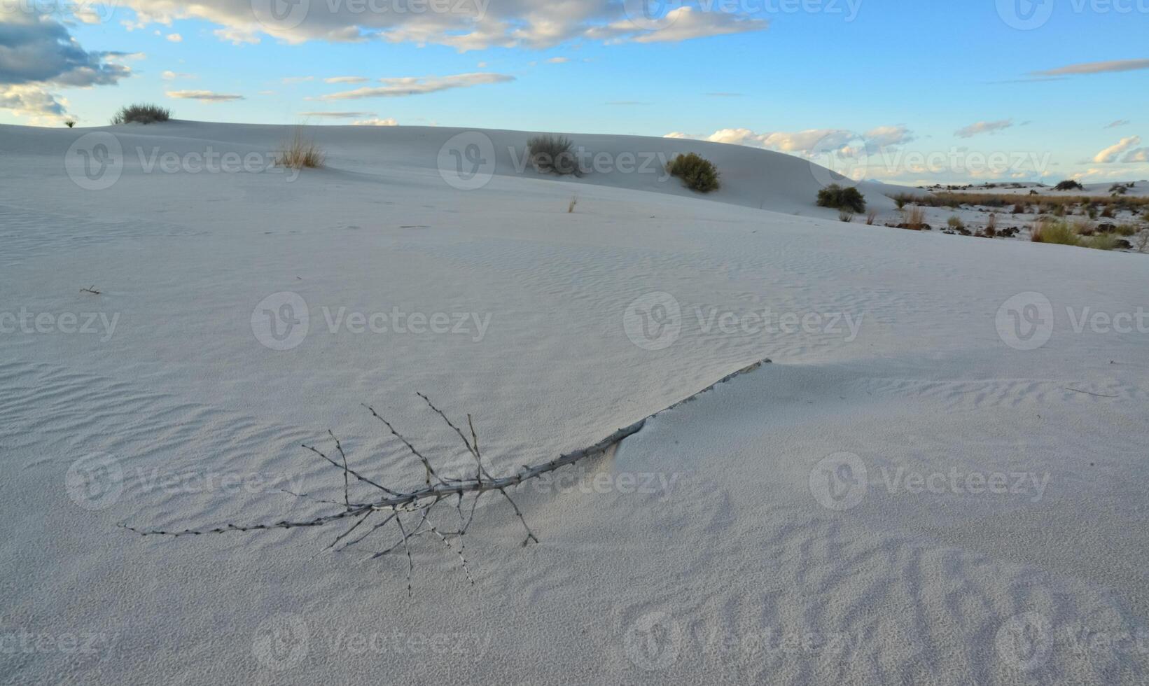 Dry Tree in White Sands. White Sands National Monument, New Mexico, USA photo