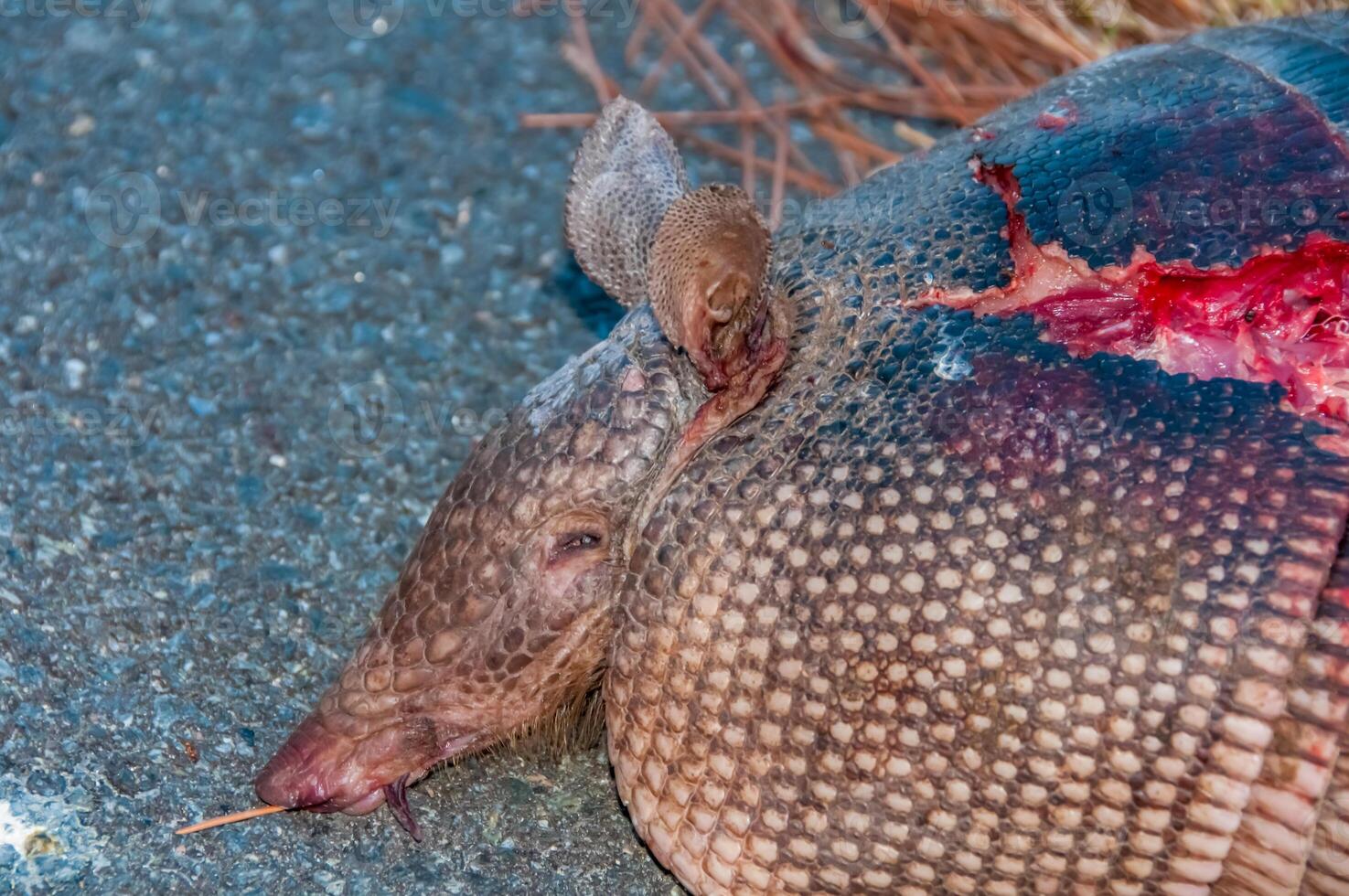 The nine-banded armadillo Dasypus novemcinctus, Machine killed animal on the road in the state of Louisiana photo