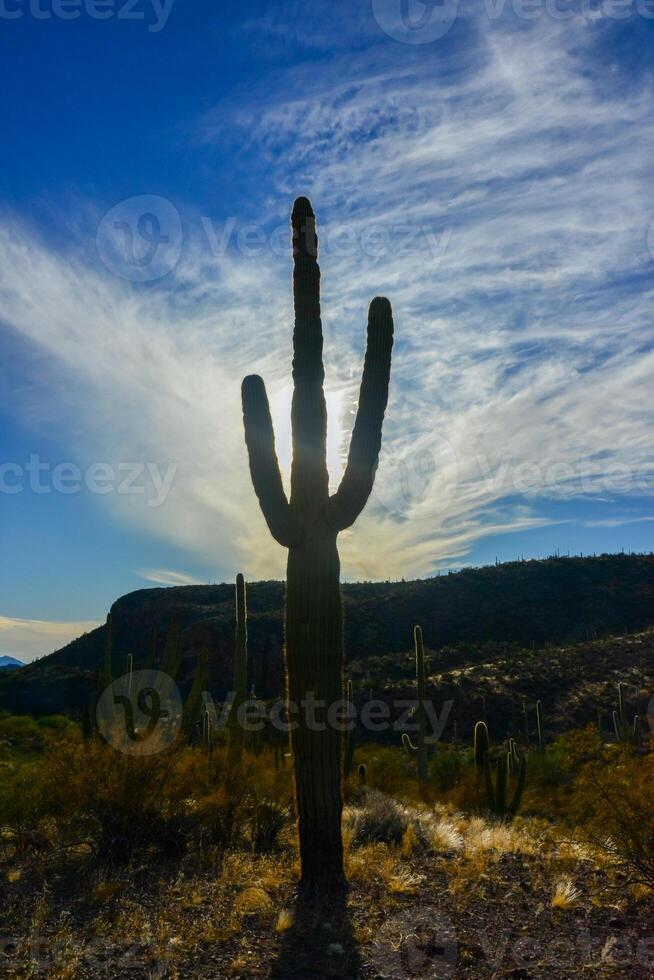 Giant cactus Saguaro cactus Carnegiea gigantea against the blue sky and clouds, Arizona USA photo