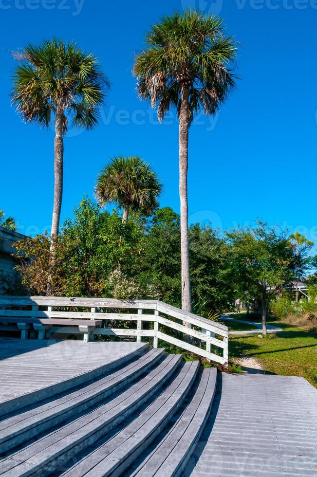 Large palm tree with a smooth trunk near the house, Florida photo