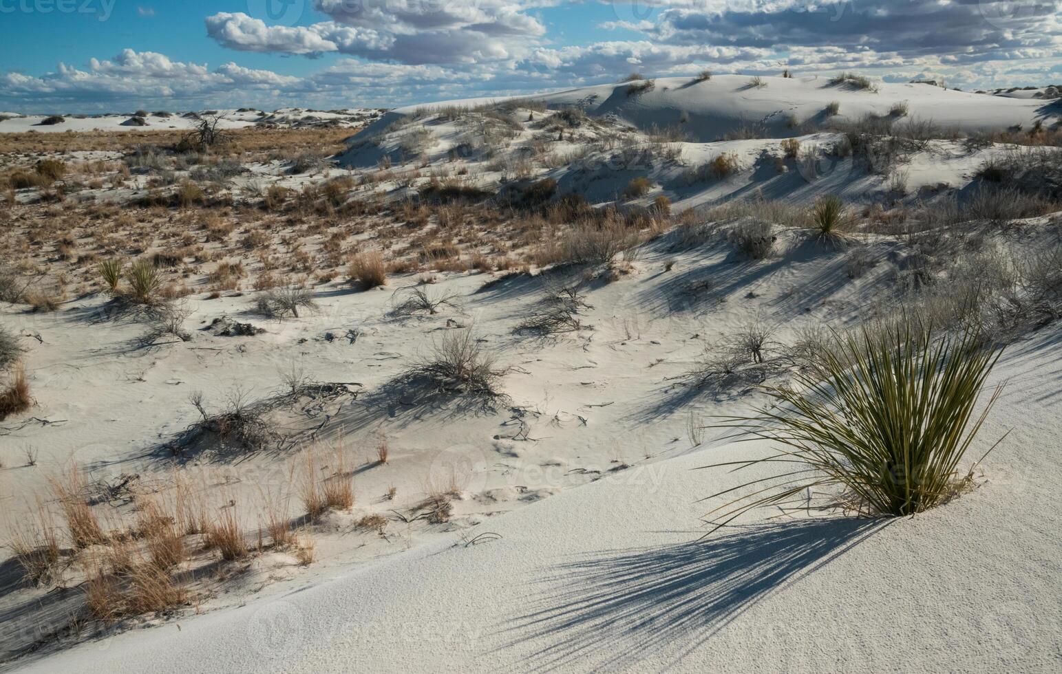 Yucca plants growing in White Sands National Monument, New Mexico, USA photo