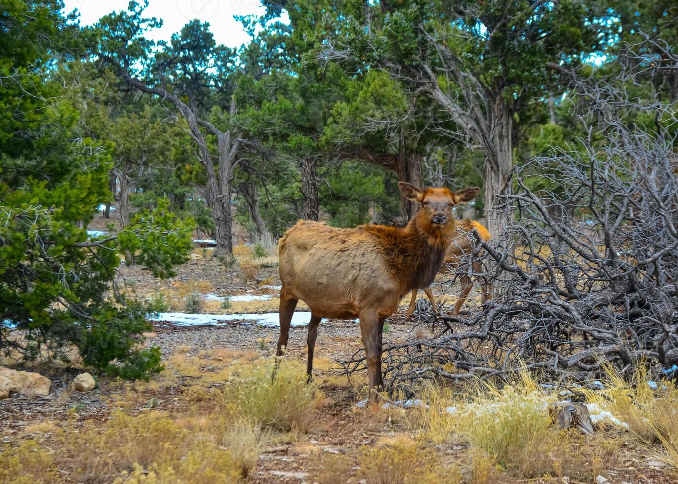 Hornless big deer eats dry grass in the Grand Canyon area, Arizona USA photo