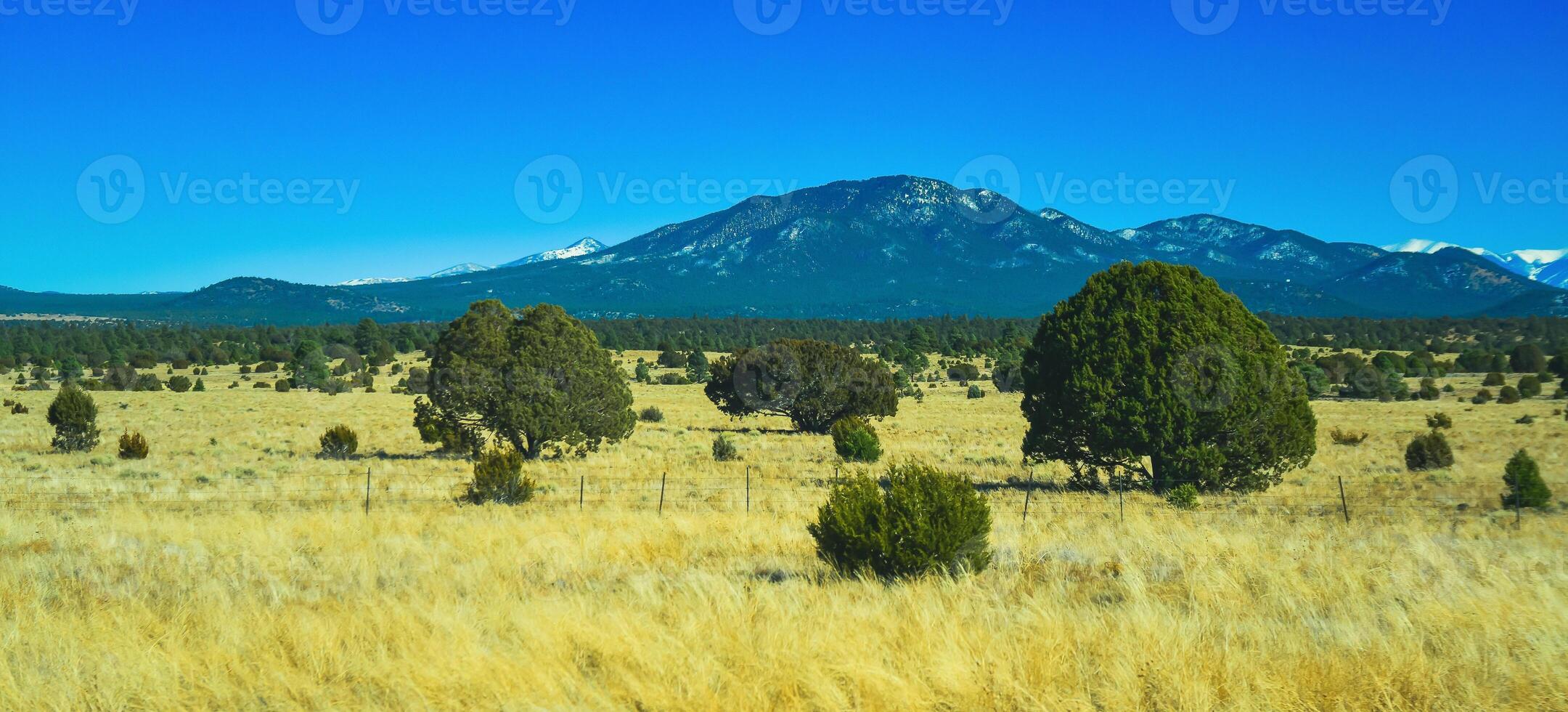 Dry prairie with yellow grass, lonely coniferous trees and mountains in the background during winter in Arizona photo