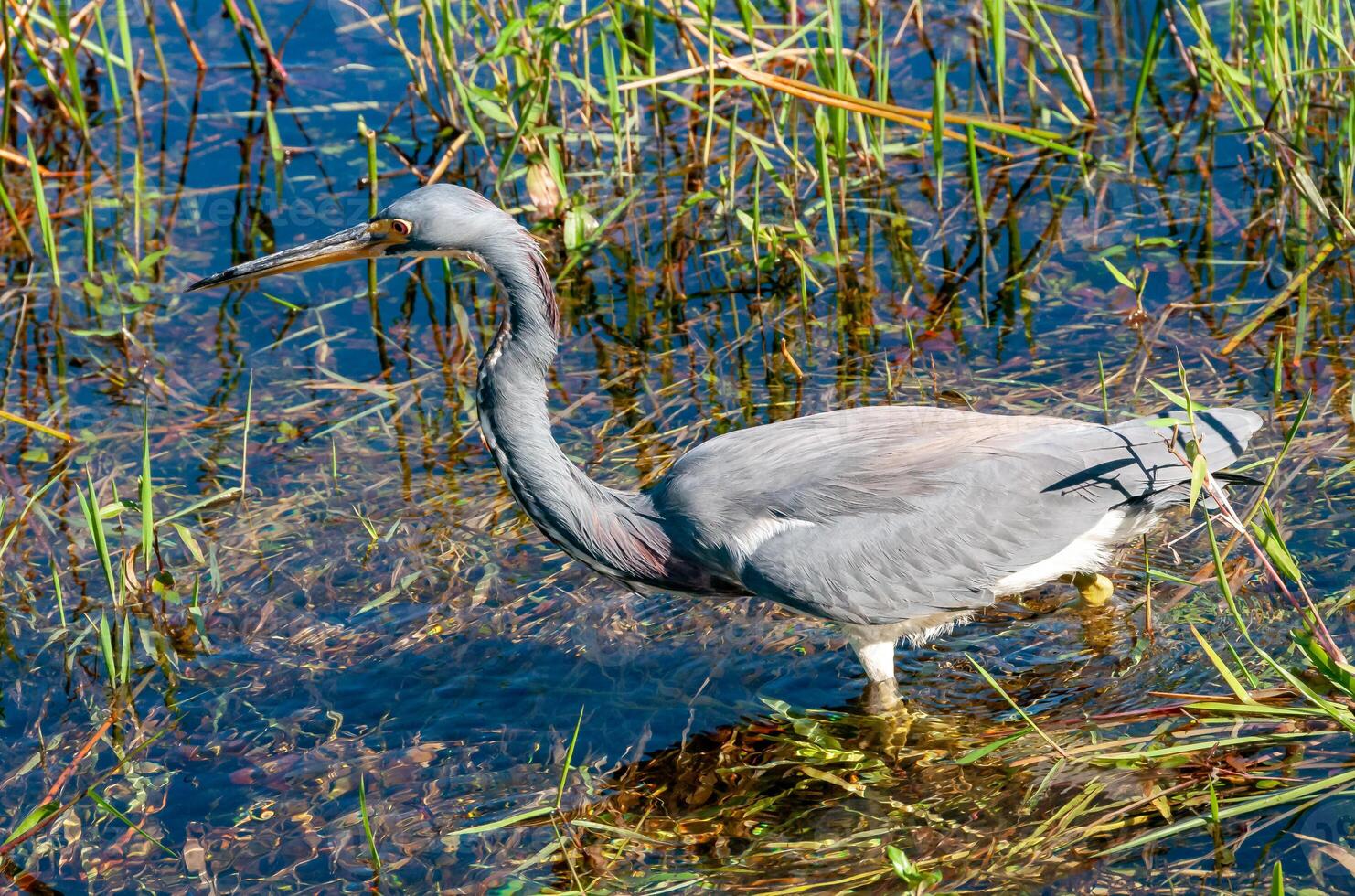 Blue Heron Egretta caerulea in a central Florida pond. Florida photo