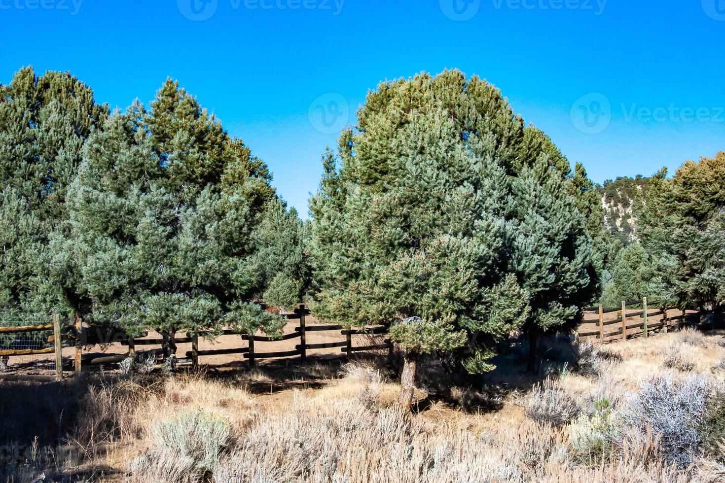 Lonely pine trees and other mountain plants on the clay and stone rocks of the mounta in at the pass in the Sierra Nevada Mountains, California, USA photo
