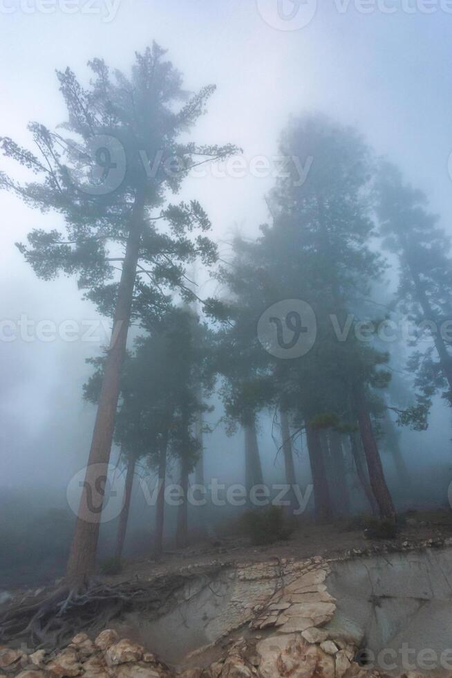 Mountain pass - view from the top of the mountain, coniferous trees in clouds on the slopes of the Sierra Nevada mountains, California, USA photo