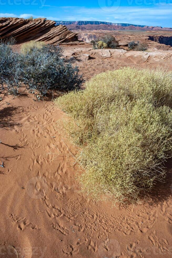 Drought-tolerant plants growing in the red desert sand near Glen Canyon, Arizona photo