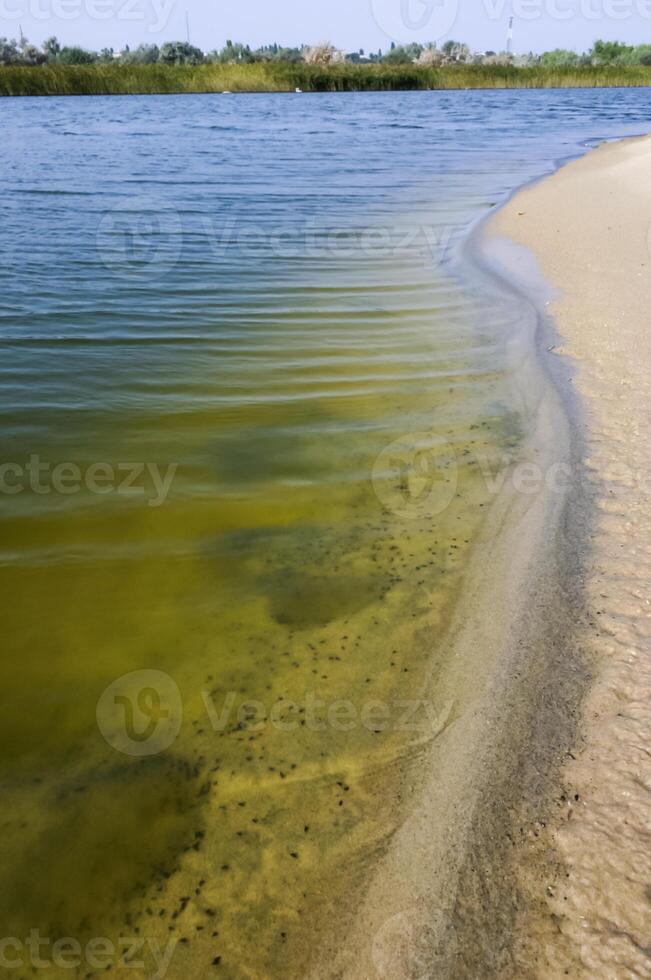 The coastline of the Coastal Lake with unique fauna and flora in the northwestern part of the Black Sea photo
