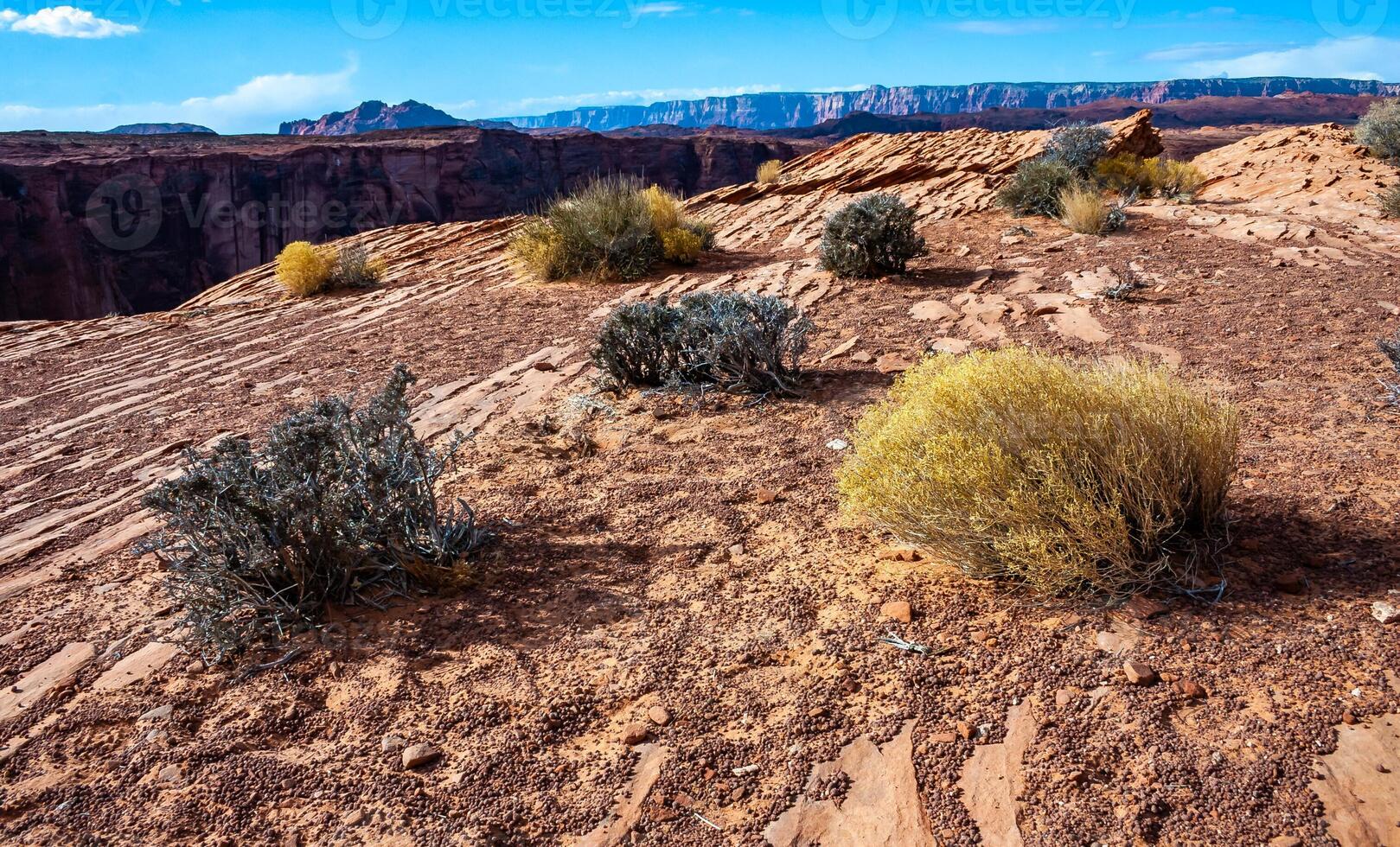 Drought-tolerant plants growing in the red desert sand near Glen Canyon, Arizona photo