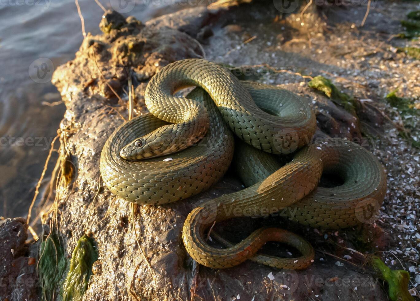 The dice snake Natrix tessellata, a water snake basks in the sun on the sandy shore of a lake photo