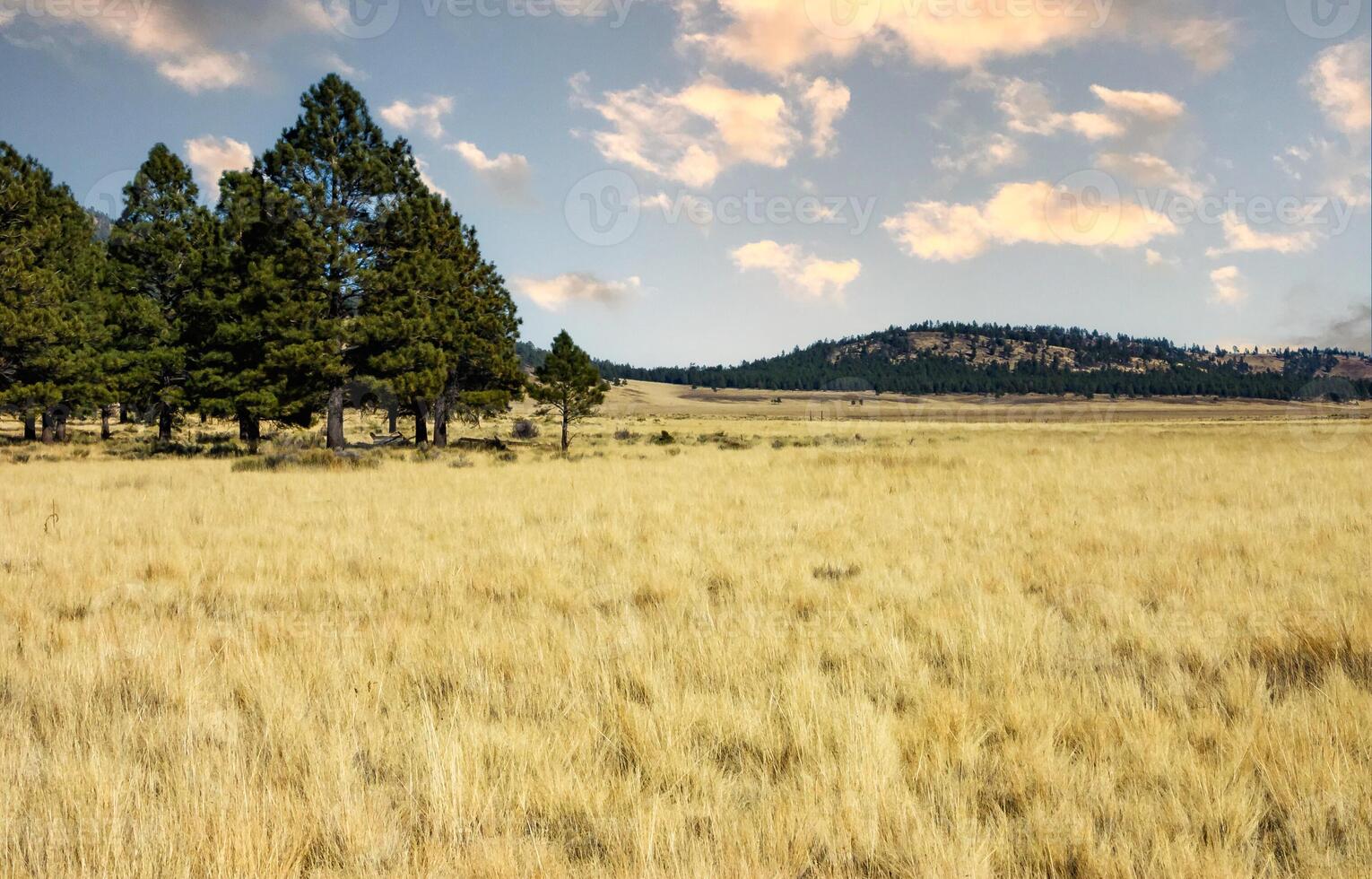 Golden meadow with ponderosa pine trees and snow capped humphreys peak in flagstaff arizona photo
