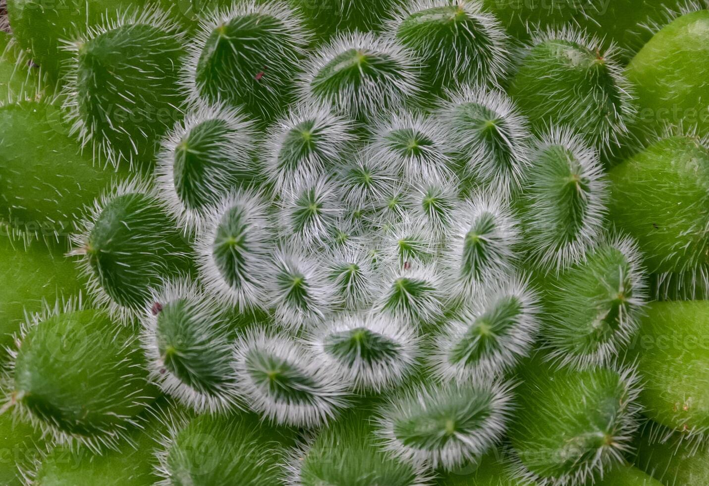 -Echeveria setosa, Crassulaceae- African plant with succulent leaves photo