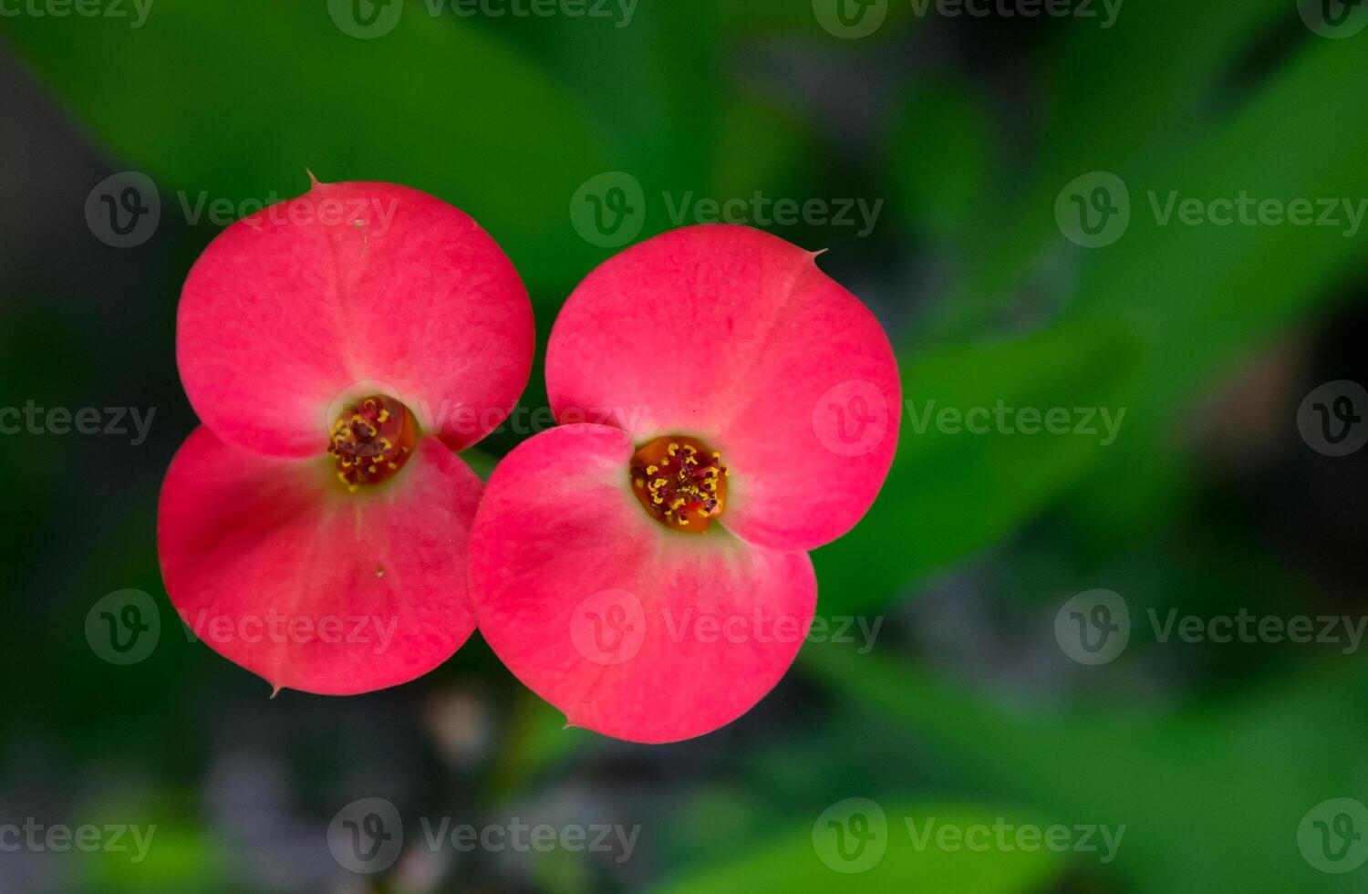 A flowering plant in the spurge family Euphorbiaciae. Euphorbia milii -also known as the crown of thorns, Christ plant- photo