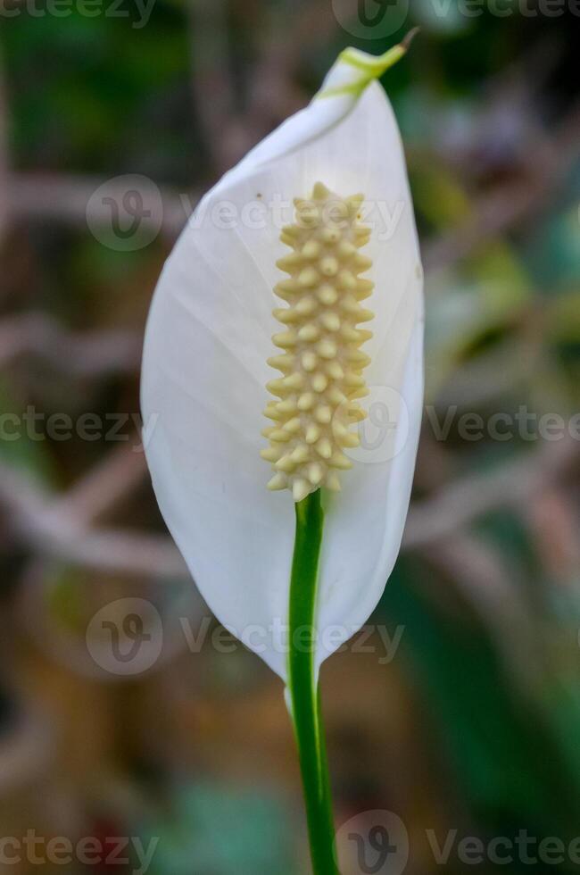 -Spathiphyllum cochlearispathum, Araceae- white waxy flower with yellow stamens and pistils photo