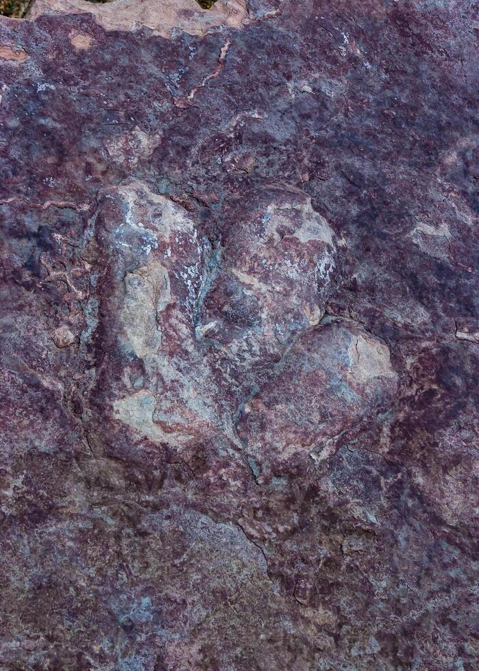 Footprints of extinct dinosaurs on a stone at the visitor center museum near Glen Canyon photo