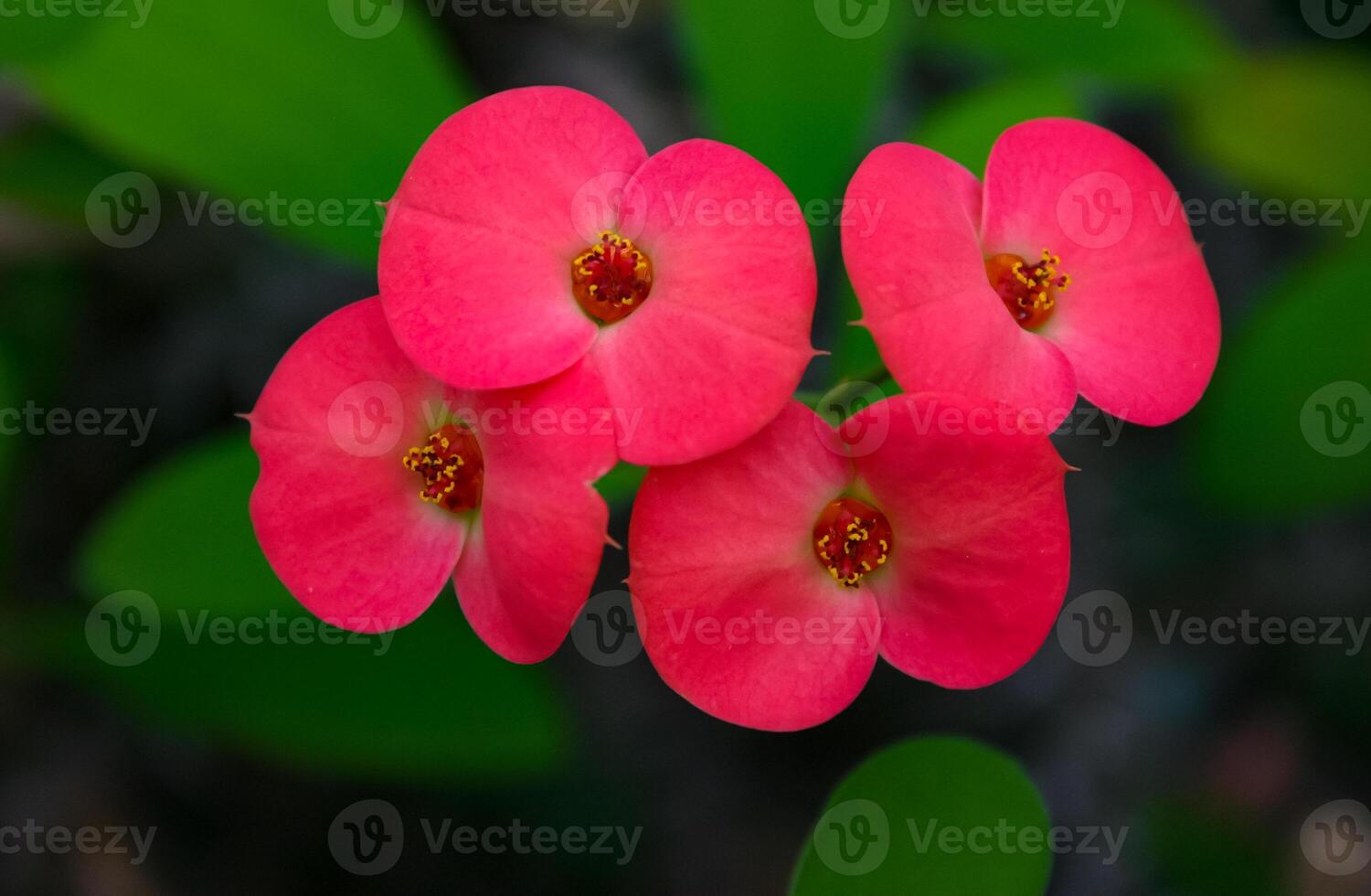A flowering plant in the spurge family Euphorbiaciae. Euphorbia milii -also known as the crown of thorns, Christ plant- photo
