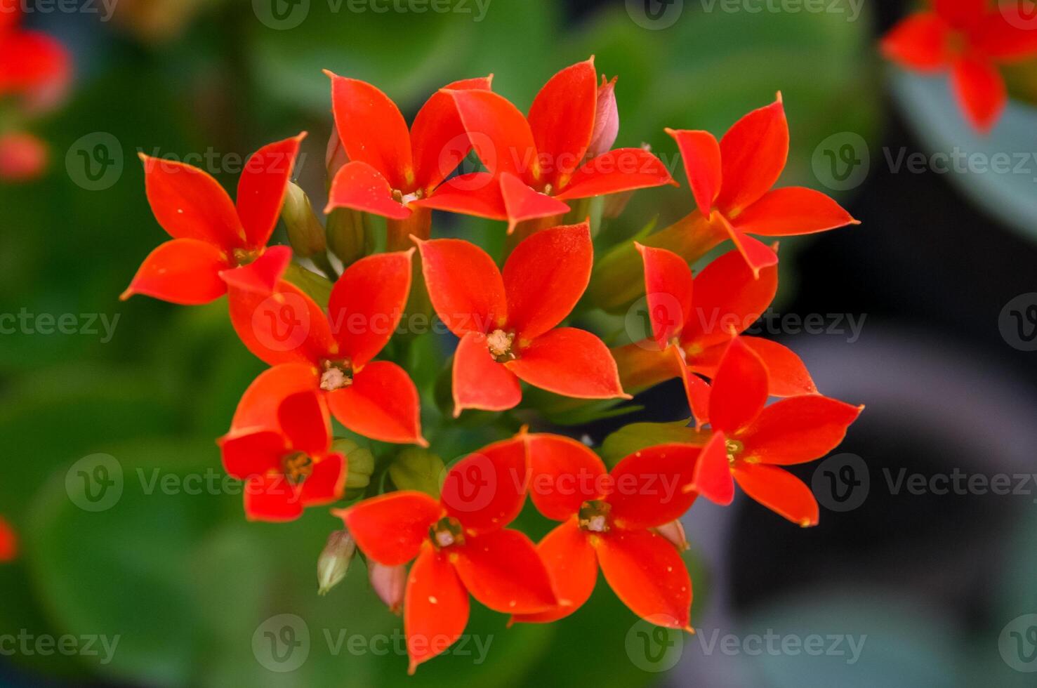 Red succulent flowers with succulent leaves -Kalanchoe sp., Crassulaceae- photo