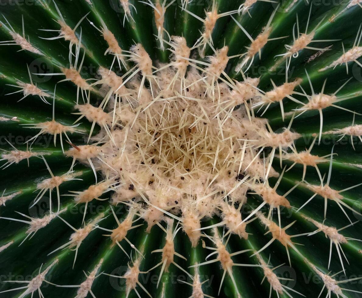 The top of an old cactus plant Echinocactus grusonii with yellow spines photo