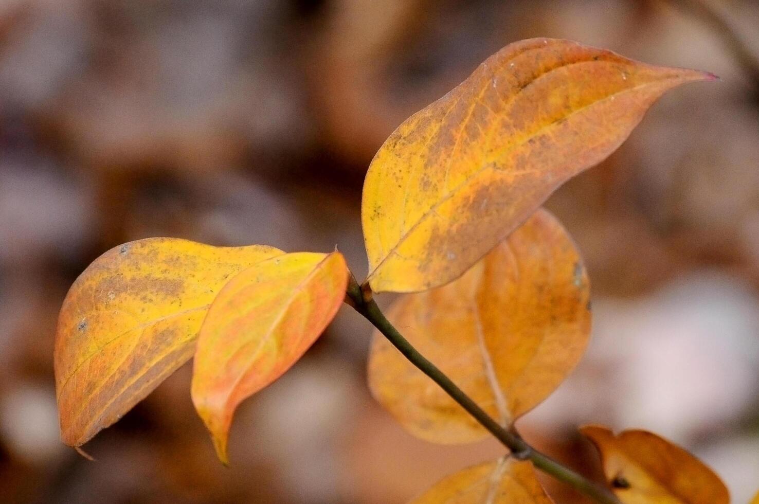 Orange leaves against a blue sky. Macro photography leaves, tree, sky photo