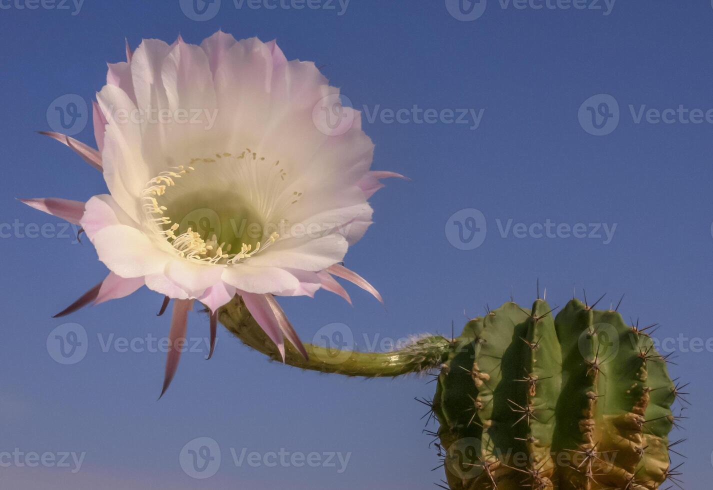 Echinopsis sp. - cactus blooming with a pink and white flower against a blue sky photo