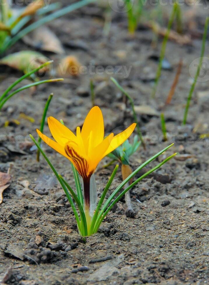 Yellow crocus Dorothy - first spring flower blooms in the garden photo
