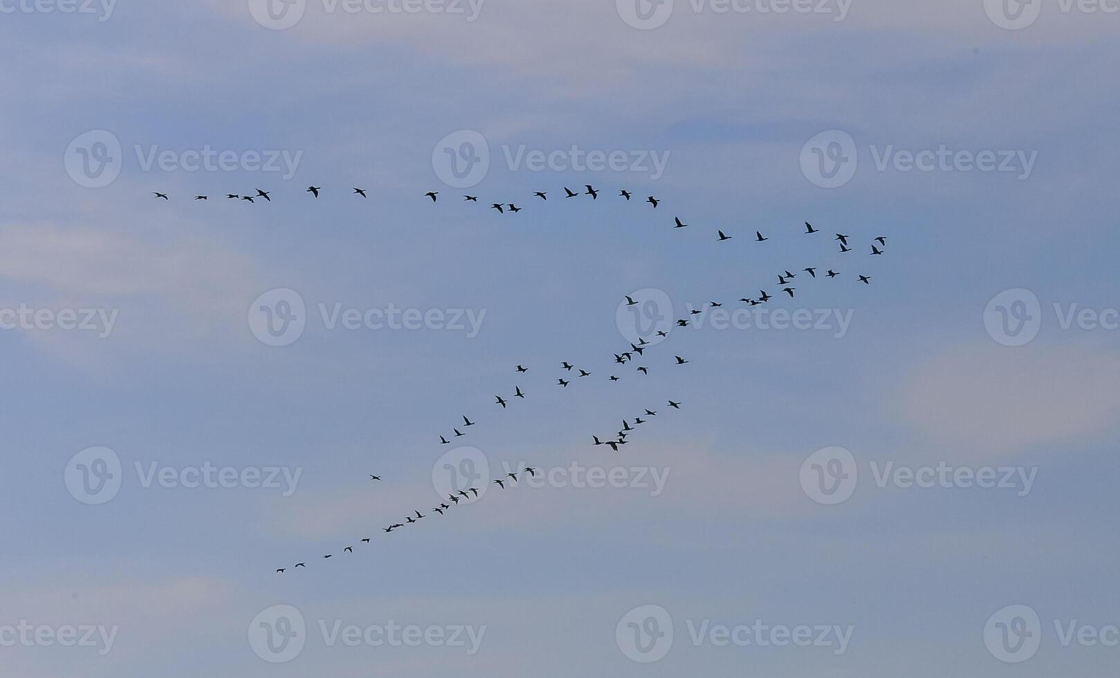 A flock of migratory birds flying in the sky in a wedge, Crimea photo