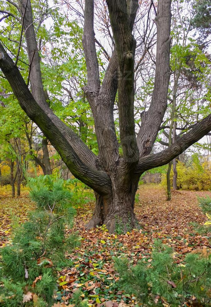 The trunk of old trees in autumn among the yellow fallen leaves photo