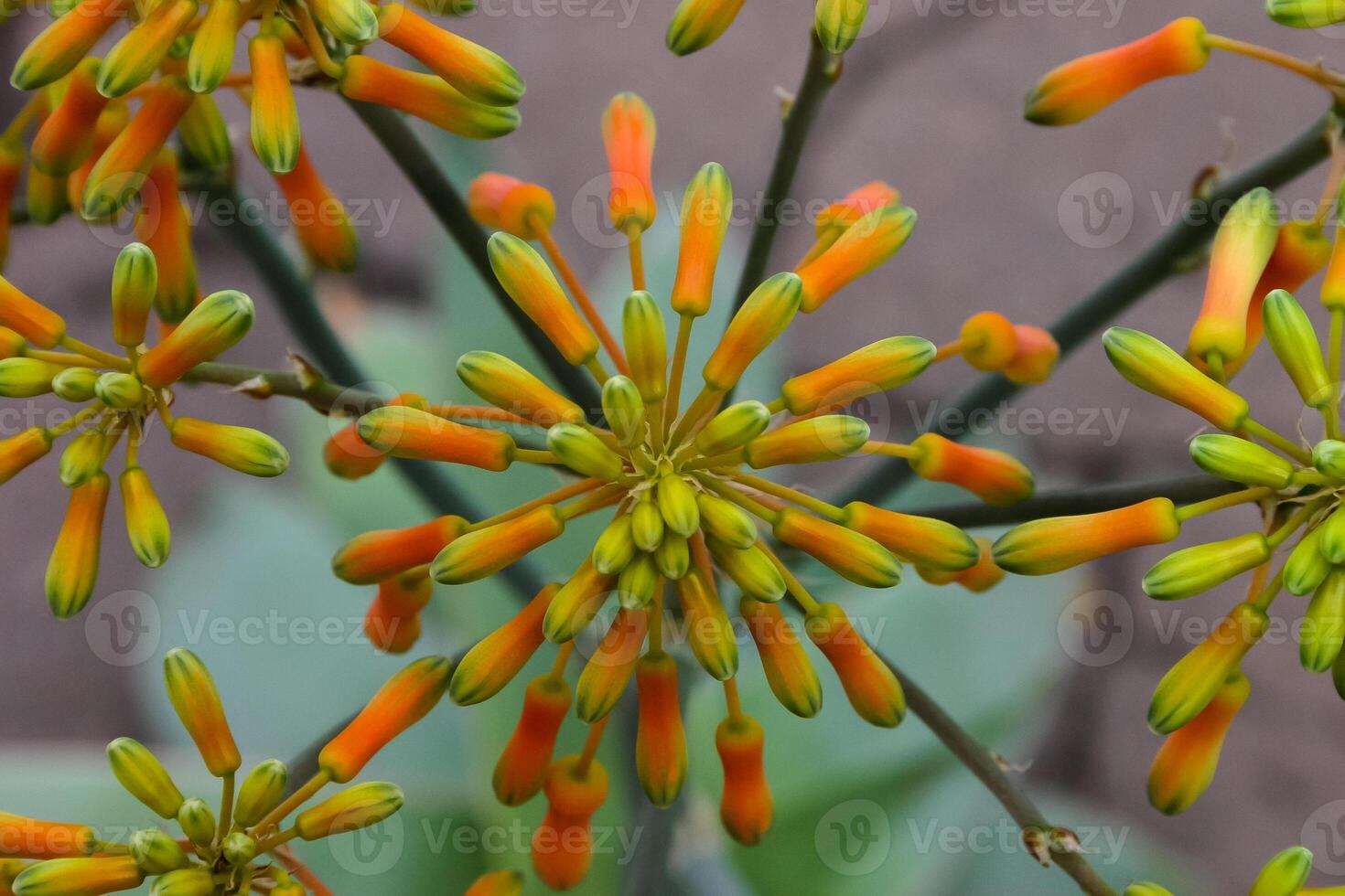 Inflorescence with yellow flowers of tropical plant Kalanchoe, close-up photo