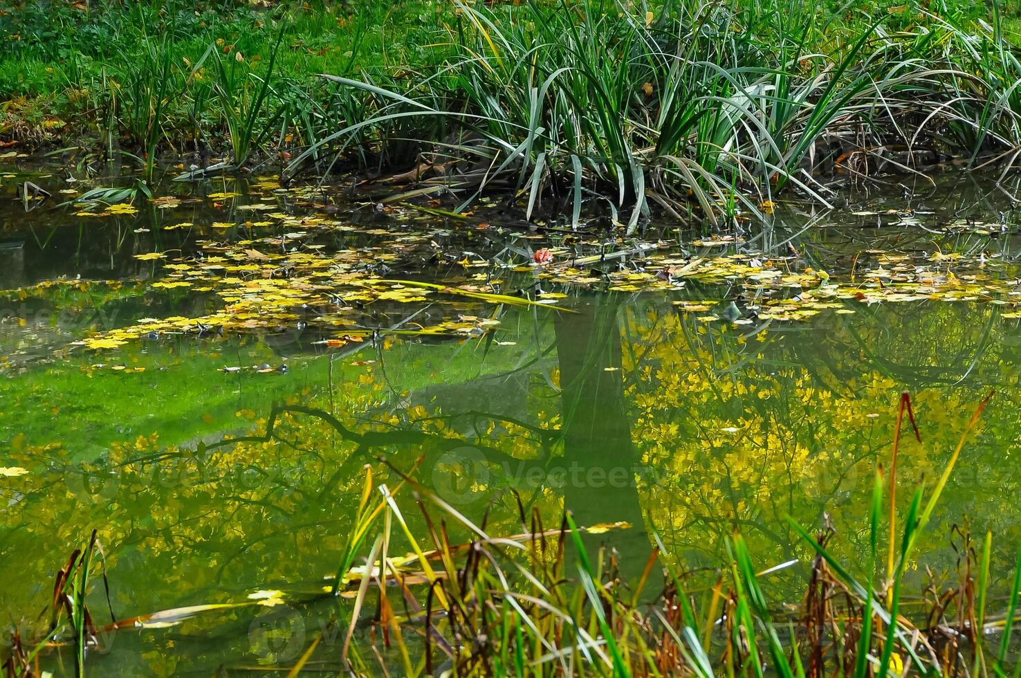 Yellow leaves and reflections in the water of the pond in Sofiyivka park, Uman photo