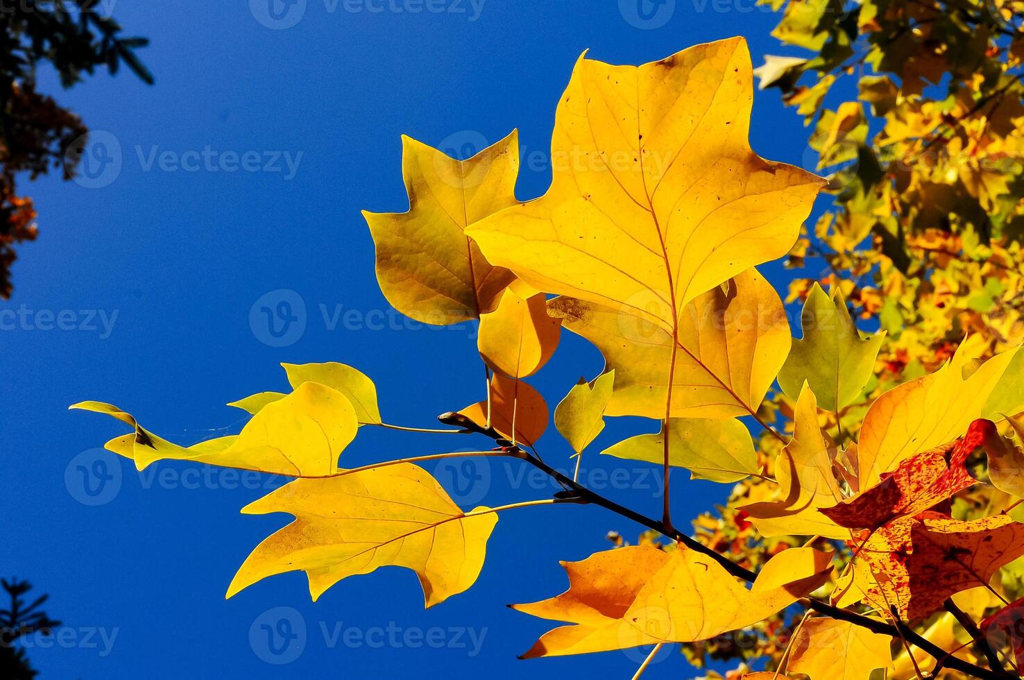 Yellow maple leaves against the blue sky in autumn, Sofievsky Park, Uman photo
