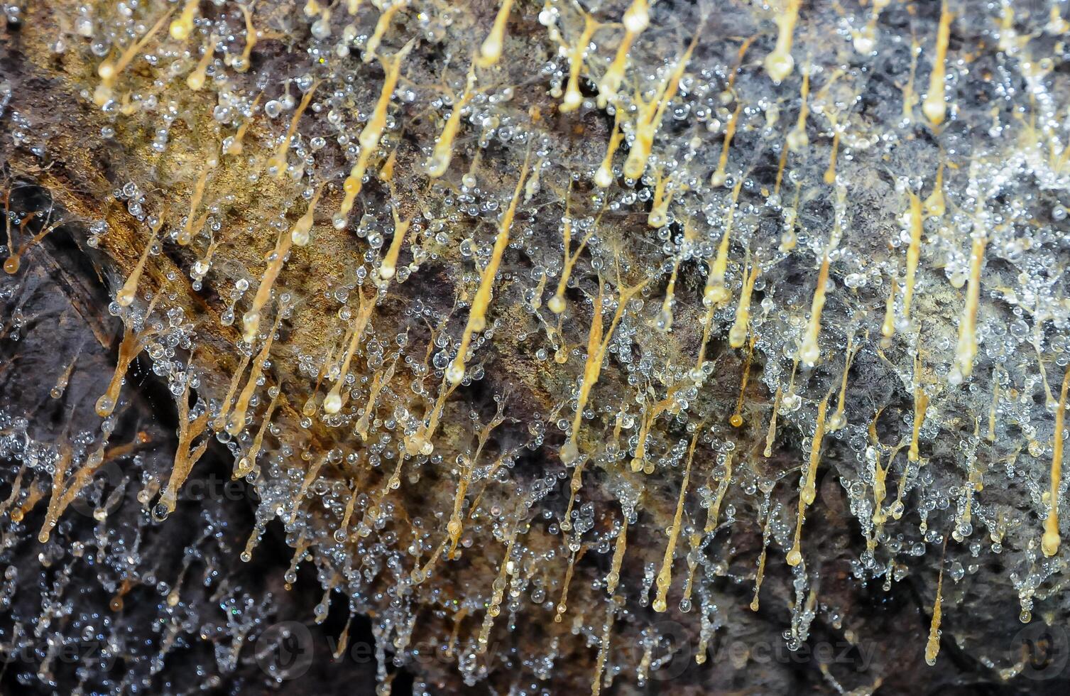 Drops of water condensate on a fungal mold in the old Odessa catacombs, sawn out in a Pontic shell rock under the city photo