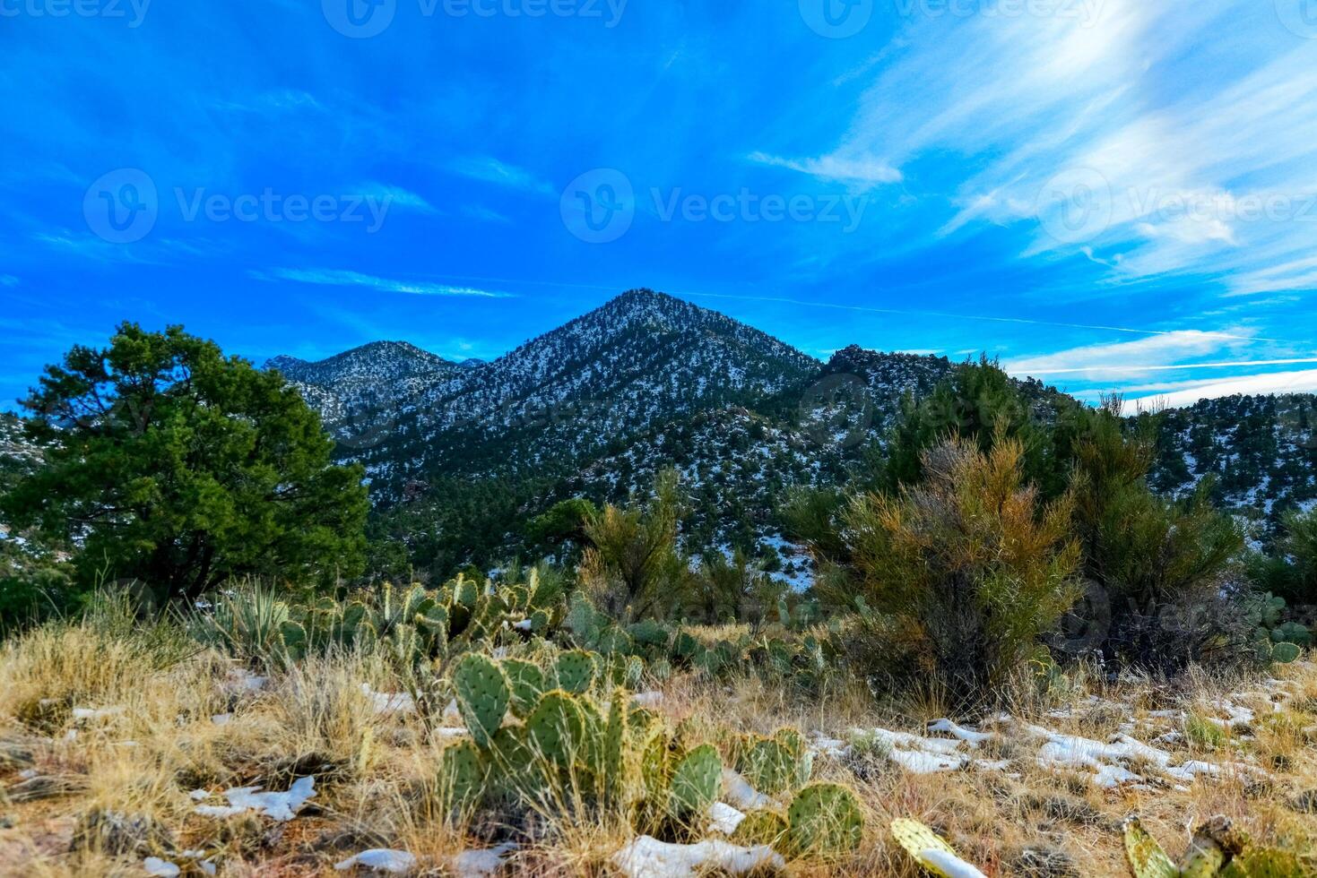 Coniferous forest and snow-capped mountains against a blue sky, frost-resistant cacti photo