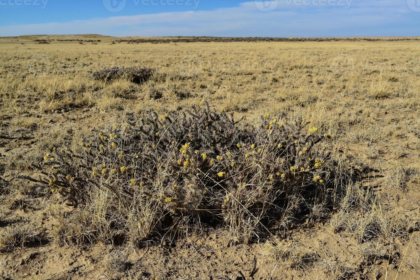 Cylindropuntia versicolor Prickly cylindropuntia with yellow fruits with seeds. Arizona cacti, USA photo