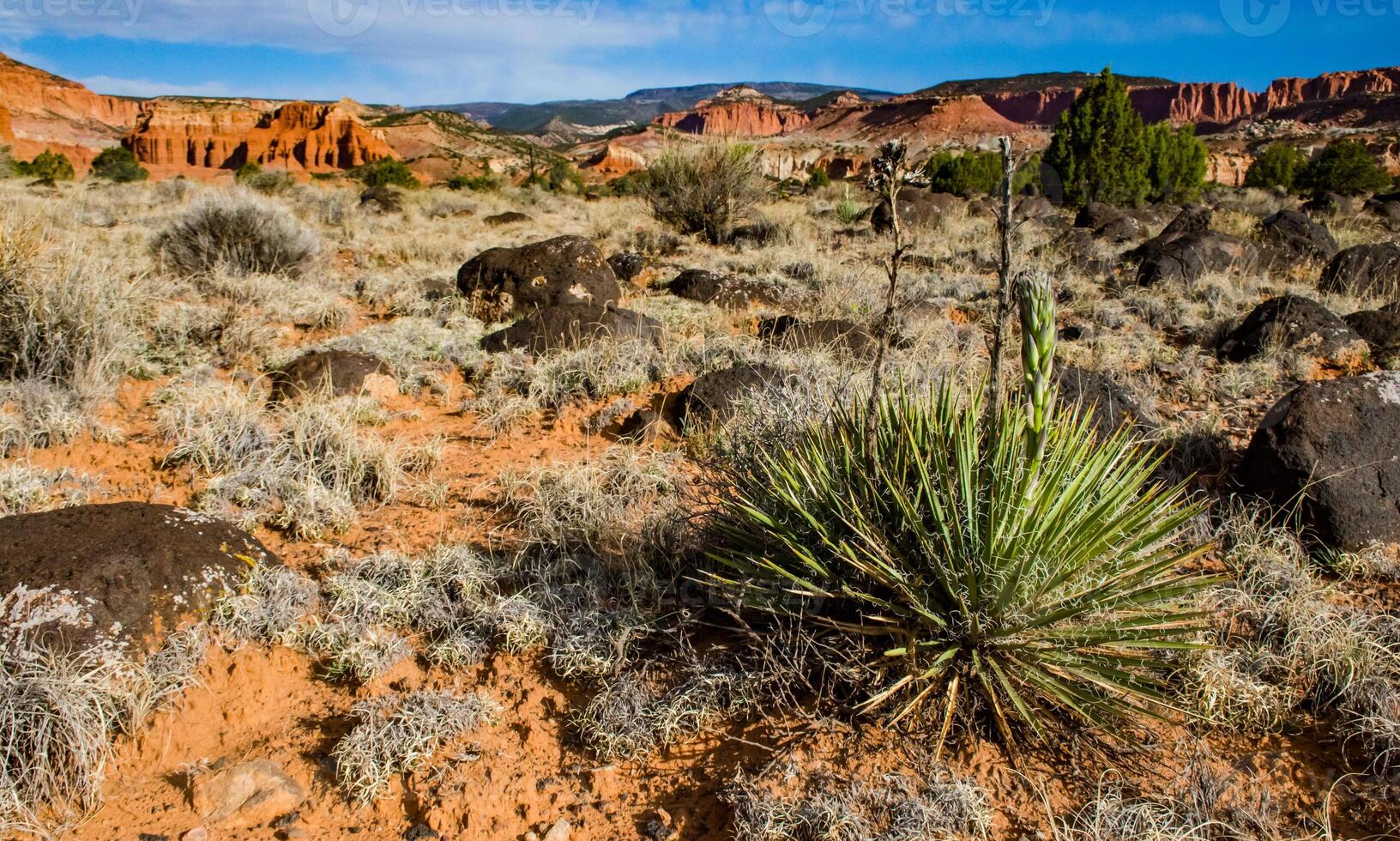 Flowering Yucca plants near volcanic stones. CANYONLANDS, Utah, US photo