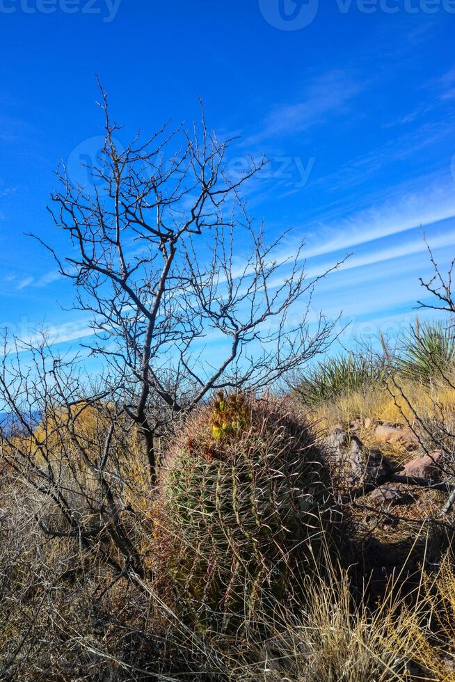 Desert landscape with large plants cactus Ferocactus sp. Organ Mountains-Desert Peaks NM, New Mexico, USA photo